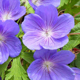 Géranium vivace Eureka Blue - Geranium eureka blue - Plantes