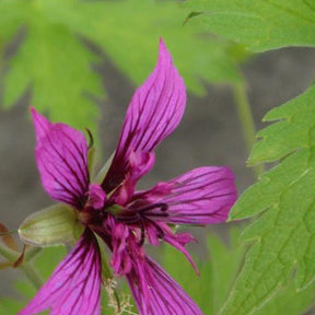 Géranium vivace Hola Guapa - Geranium hola guapa - Plantes