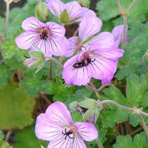 Géranium vivace Joy - Geranium joy - Plantes