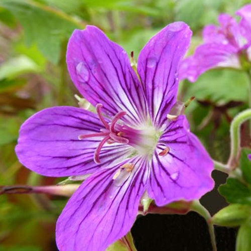 Géranium vivace Lakwijk Star - Geranium lakwijk star - Plantes