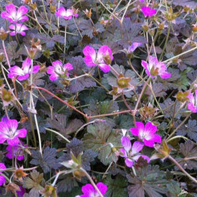 Géranium vivace Orkney Cherry - Geranium bremerry orkney cherry - Plantes