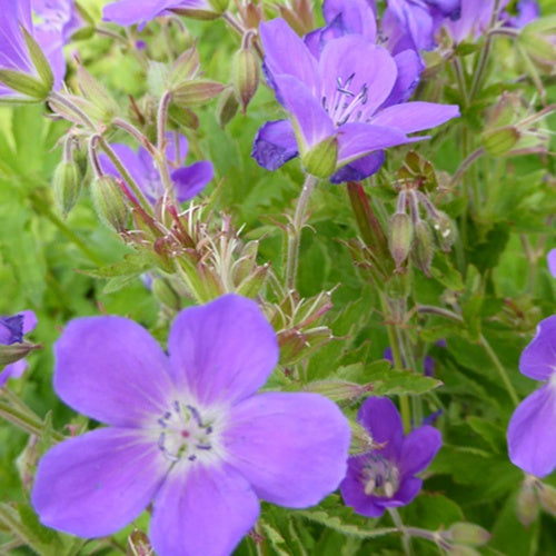 Géranium vivace Primadonna - Geranium prima donna - Plantes