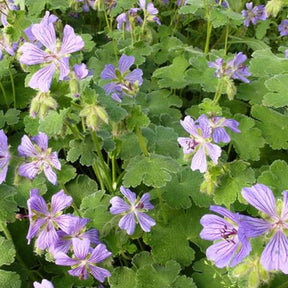 Géranium vivace Philippe Vapelle - Geranium philippe vapelle - Plantes