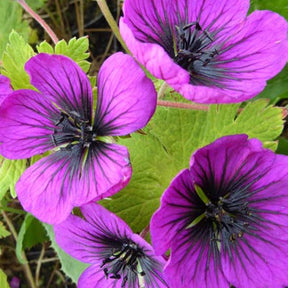 Géranium vivace Sandrine - Geranium procurrens sandrine - Plantes