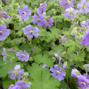 Géranium vivace Terre Franche - Geranium terre franche - Plantes