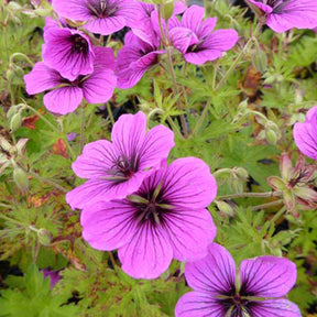 Géranium vivace Matu Vu - Geranium js matu vu - Plantes