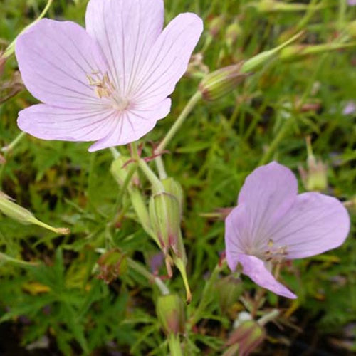 Géranium vivace clarkei Kashmir Pink - Geranium clarkei kashmir pink - Plantes