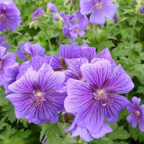 Géranium vivace magnifique - Geranium magnificum - Plantes