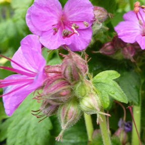 Géranium vivace Bevans Variety - Geranium macrorrhizum bevans variety - Plantes