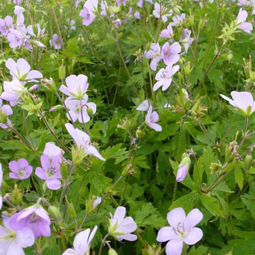 Géranium vivace maculé Chatto - Geranium maculatum chatto - Plantes