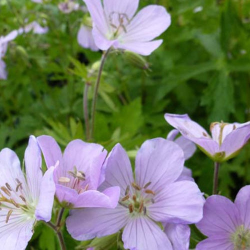 Géranium vivace maculé - Geranium maculatum - Plantes