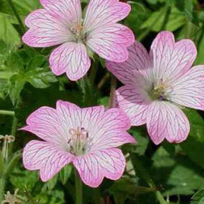 Géranium vivace Hollywood - Geranium x oxonianum hollywood - Plantes