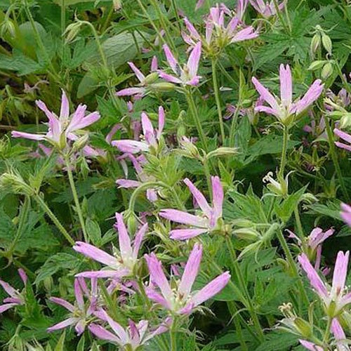 Géranium vivace Sherwood - Geranium oxonianum sherwood - Plantes