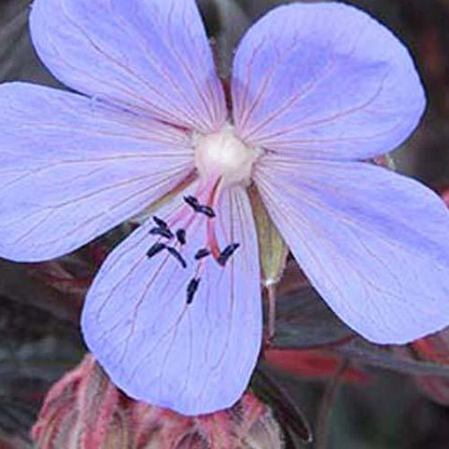 Géranium vivace Black Beauty - Geranium pratense nodbeauty black beauty - Plantes