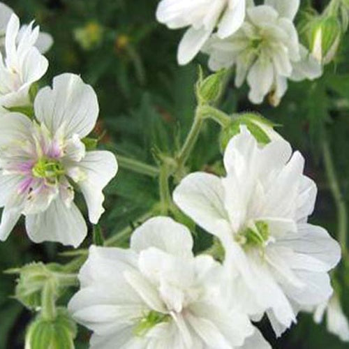 Géranium vivace Plenum Album - Geranium pratense plenum album - Plantes