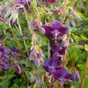 Géranium vivace Samobor - Geranium phaeum samobor - Plantes