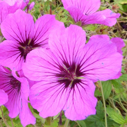 Géranium vivace d'Arménie - Geranium psilostemon - Plantes