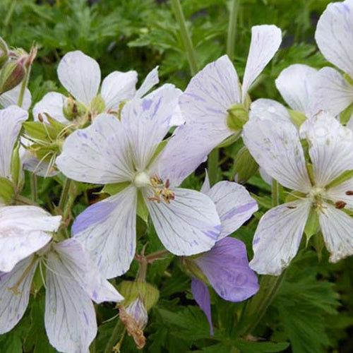 Géranium vivace Splish Splash - Geranium pratense splish-splash - Plantes