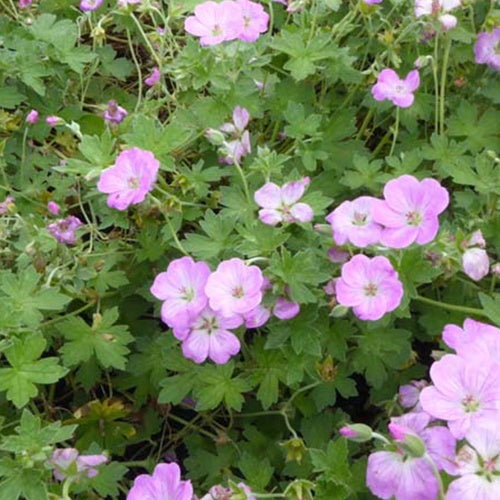 Géranium vivace Mavis Simpson - Geranium riversleaianum mavis simpson - Plantes