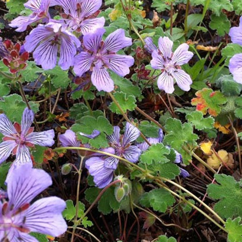 Géranium vivace Tcschelda - Geranium renardii tcschelda - Plantes