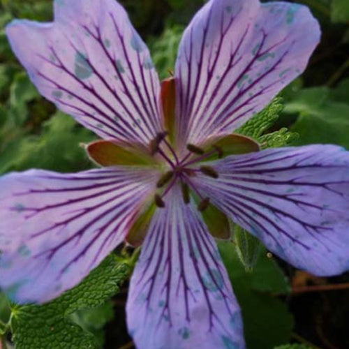 Géranium vivace Zetterlund - Geranium renardii zetterlund - Plantes