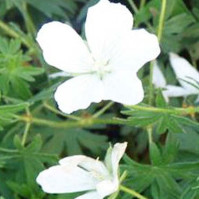 3 Géraniums zonales 'Dark Lilac' - Geranium sanguineum album - Plantes