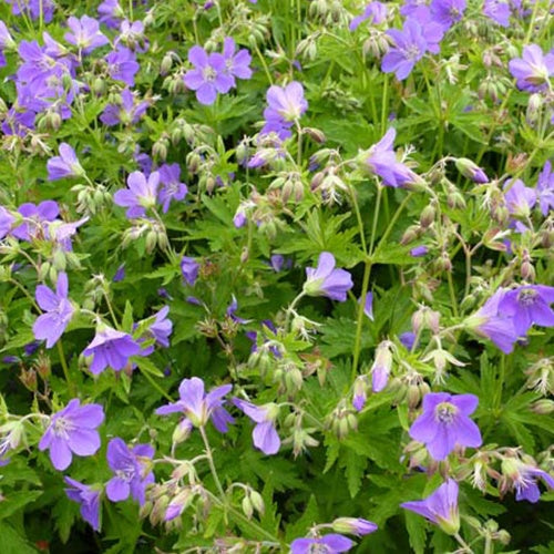 Géranium vivace des bois Birch Lilac - Geranium sylvaticum birch lilac - Plantes