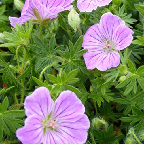 Géranium vivace sanguin Canon Miles - Geranium sanguineum canon miles - Plantes