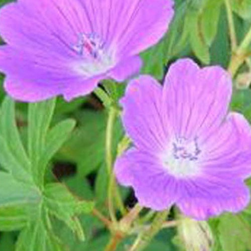 Géranium vivace sanguin Elsbeth - Geranium sanguineum elsbeth - Plantes