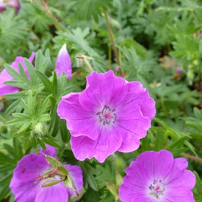 Géranium vivace sanguin Elsbeth - Geranium sanguineum elsbeth - Plantes vivaces