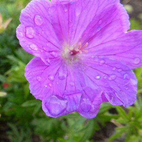 Géranium vivace sanguin Glenluce - Geranium sanguineum glenluce - Plantes