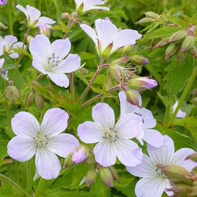 Géranium vivace des bois Ice Blue - Geranium sylvaticum ice blue - Plantes