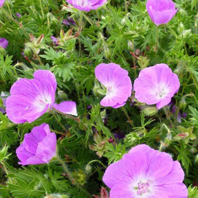 Géranium vivace sanguin Inverness - Geranium sanguineum inverness - Plantes