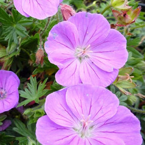 Géranium vivace sanguin Nanum - Geranium sanguineum nanum - Plantes