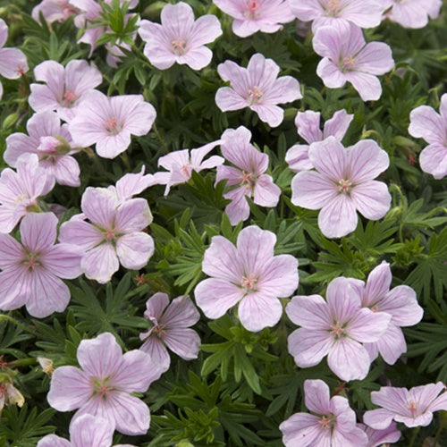 Géranium vivace sanguin Pink Pouffe - Geranium sanguineum pink pouffe - Plantes