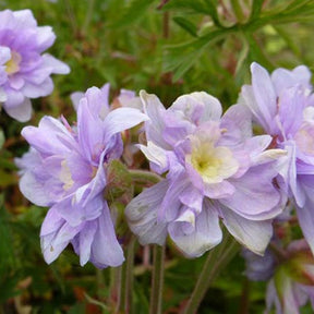 Géranium vivace Summer Skies - Geranium pratense summer skies - Plantes