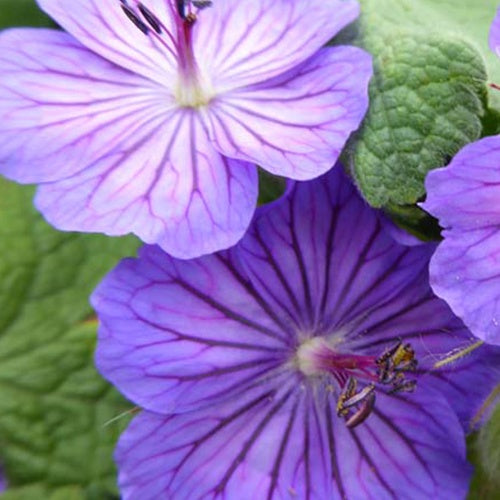 Géranium vivace ibérique Turco - Geranium ibericum turco - Plantes