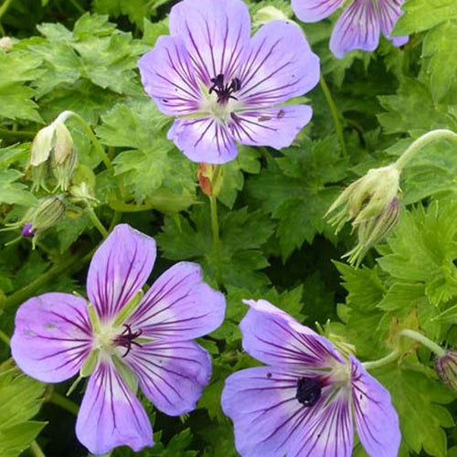 Géranium vivace Havana Blues - Geranium noorthava havana blues - Plantes