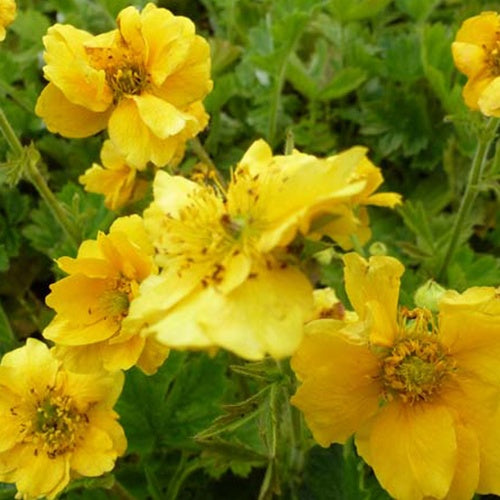 3 Benoîtes Lady Stratheden - Geum chiloense lady stratheden - Plantes