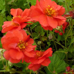 3 Benoîtes Mrs Bradshaw - Geum chiloense mrs bradshaw - Plantes