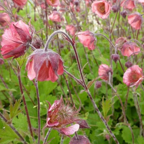 Benoîte Bell Bank - Geum bell bank - Plantes