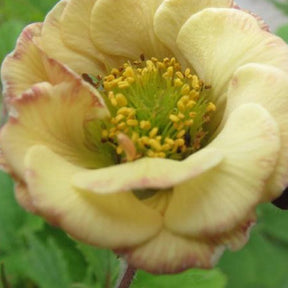 Benoîte Two Tone Pearl - Geum two tone pearl  ( censation series ) - Plantes