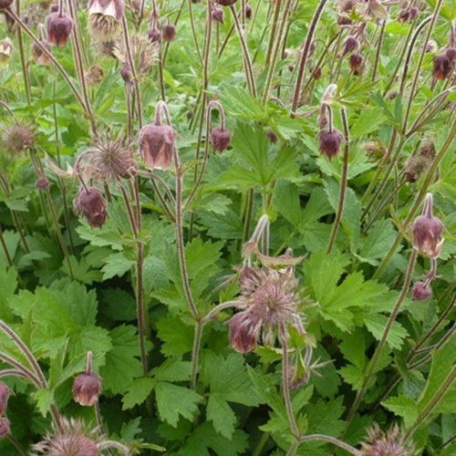 Benoîte des rives - Geum rivale - Plantes