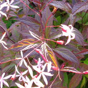 Spirée à trois feuilles Pink Profusion - Gillenia trifoliata pink profusion - Plantes