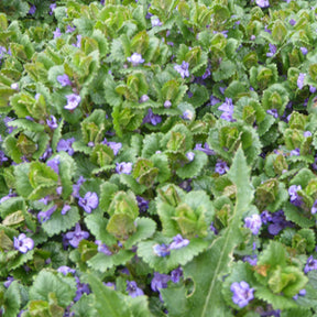 3 Lierres terrestres - Glechoma hederacea - Plantes