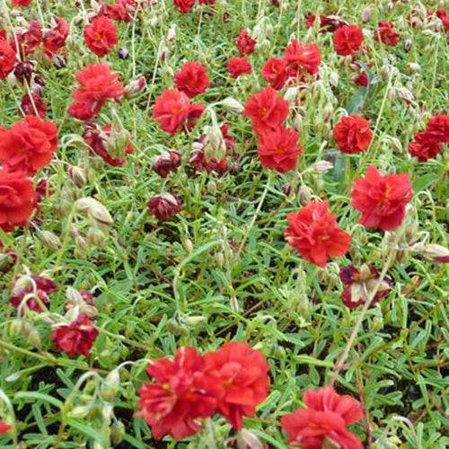 3 Hélianthèmes Elfenbeinglanz - Helianthemum amabile plenum - Plantes