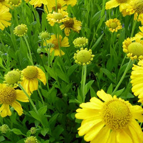 Hélénie d'automne Pumilum Magnificum - Helenium autumnale pumilum magnificum - Plantes