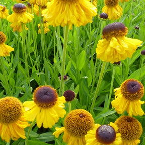 Hélénie The Bishop - Helenium bigelovii the bishop - Plantes