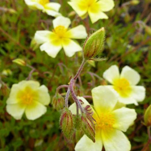 3 Hélianthèmes Golden Queen - Helianthemum elfenbeinglanz - Plantes