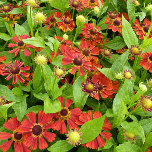 Hélénie Dunkle Pracht - Helenium dunkle pracht - Plantes